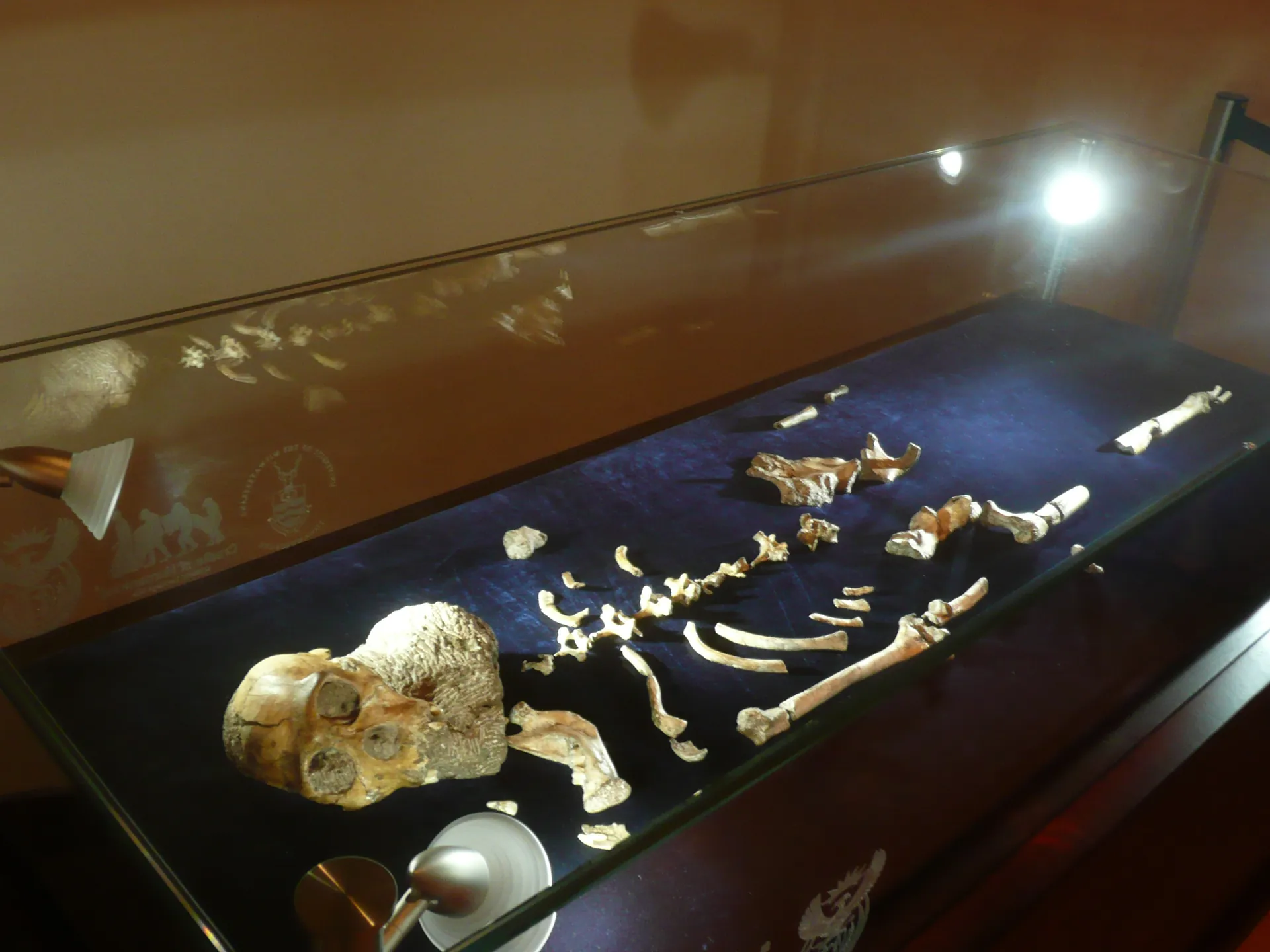 Australopithecus sediba MH1 (ausgestellt in Maropeng)