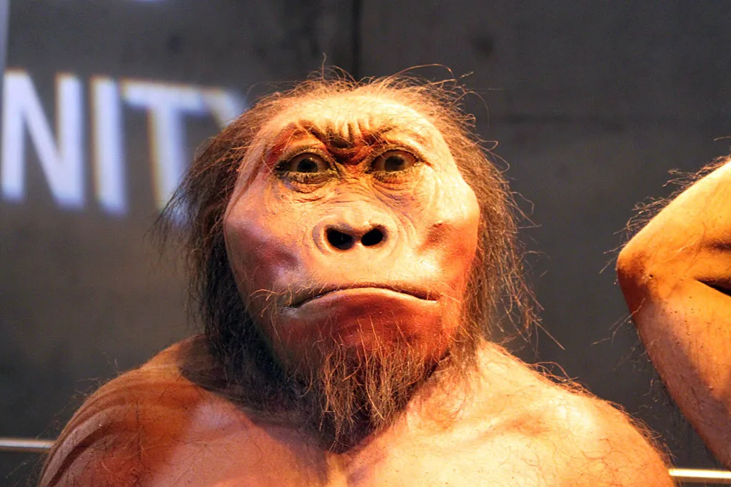 Model of Australopithecus africanus, Maropeng exhibition, Cradle of Humankind
